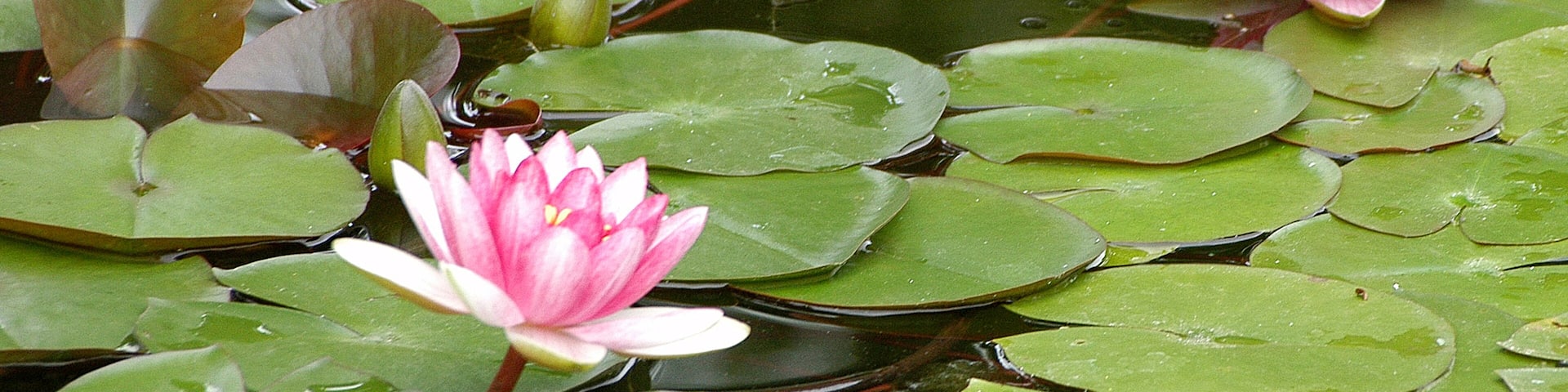 Lotus flower in the pond of botanic garden in Puerto de la Cruz , Tenerife; Shutterstock ID 449272972; purchase_order: Comps; job: ; client: ; other: