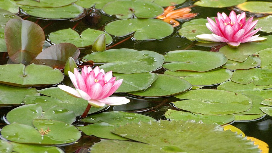 Lotus flower in the pond of botanic garden in Puerto de la Cruz , Tenerife; Shutterstock ID 449272972; purchase_order: Comps; job: ; client: ; other: