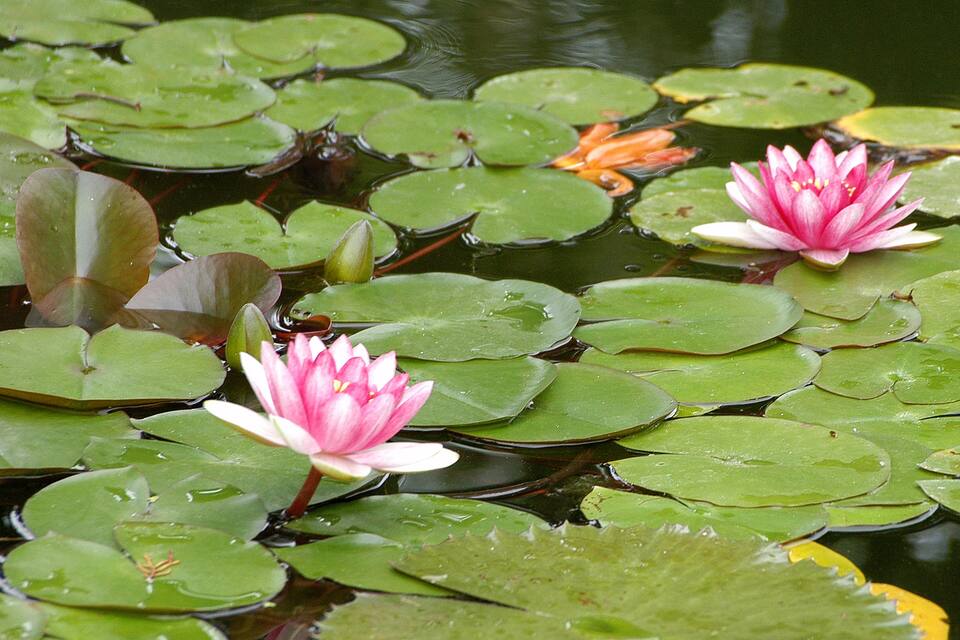 Water lilies and green lily pads on a pond.