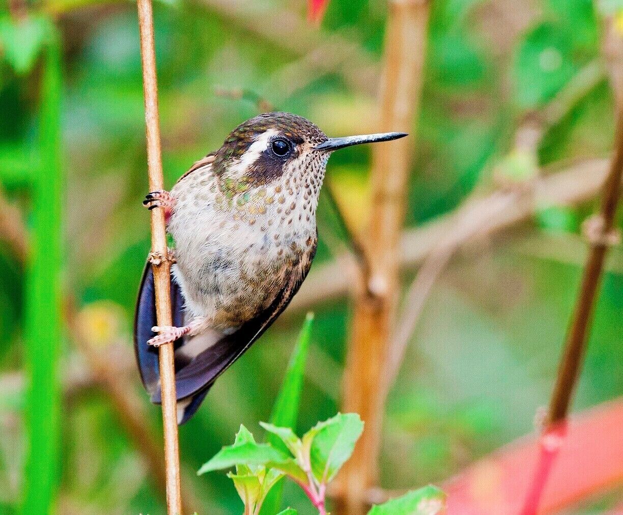 The Tandayapa Valley is a birder's paradise. The rugged slopes of this pristine cloud forest offer a spectacle of exotic birds like few places on earth. The mountain roads themselves are great avenues to hunt out mixed flocks, but for a truly amazing experience you need to visit Tony Nunnery's hummingbird garden at Parador Pacha Quindi.

Tony grew up in the US but has spent the last fifteen years in a small cottage he and his wife built on 70 hectares in the Tandayapa Valley. They have been reforesting the former pasture and have established a phenomenal hummingbird garden right outside their house. The sight and sound of a hundred hummingbirds whizzing about is something you won't soon forget. It also makes for great photo opportunities, so much so that professionals will even shoot here with their shade umbrellas and strobe arrays.  I didn't have anything that fancy, and you'd do quite well here with a 200mm lens and large flash.

BTW, I believe that this here is a Speckled Hummingbird.