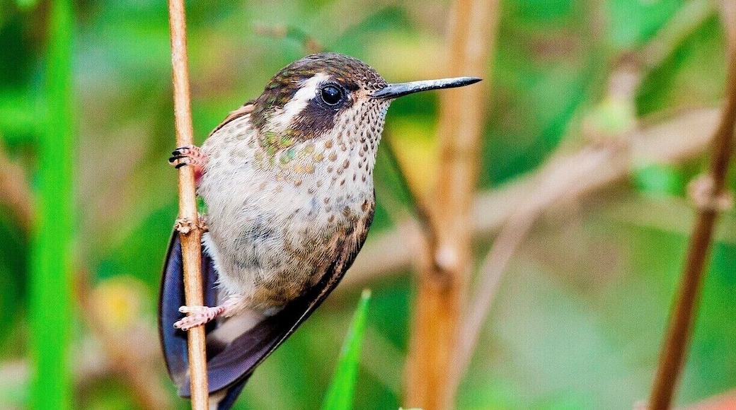 The Tandayapa Valley is a birder's paradise. The rugged slopes of this pristine cloud forest offer a spectacle of exotic birds like few places on earth. The mountain roads themselves are great avenues to hunt out mixed flocks, but for a truly amazing experience you need to visit Tony Nunnery's hummingbird garden at Parador Pacha Quindi.
Tony grew up in the US but has spent the last fifteen years in a small cottage he and his wife built on 70 hectares in the Tandayapa Valley. They have been reforesting the former pasture and have established a phenomenal hummingbird garden right outside their house. The sight and sound of a hundred hummingbirds whizzing about is something you won't soon forget. It also makes for great photo opportunities, so much so that professionals will even shoot here with their shade umbrellas and strobe arrays. I didn't have anything that fancy, and you'd do quite well here with a 200mm lens and large flash.
BTW, I believe that this here is a Speckled Hummingbird.