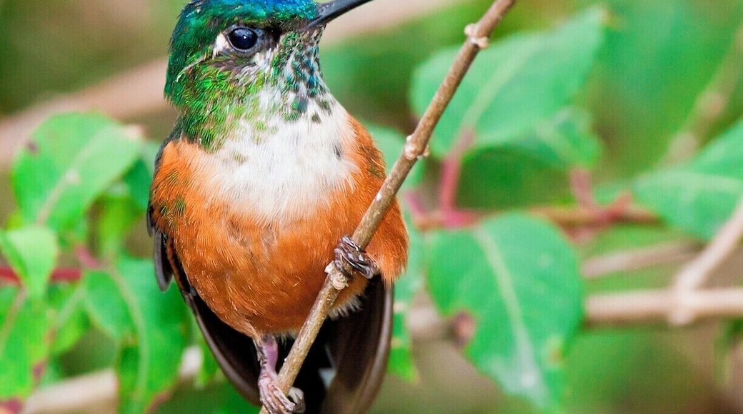 Here we have a female Violet-tailed Sylph. How do I know it's a female? Because the male has a long blue tail that extends twice his body length.
We spotted this beautiful girl at Tony Nunnery's hummingbird garden in the Tandayapa Valley. I love hummingbirds and always hunt down the best places to see and photograph them, and Tony's garden is world class. Hundreds of hummingbirds from at least a dozen species flitted around us in the short couple of hours that we were there. A place you must visit if you ever find yourself in Ecuador.