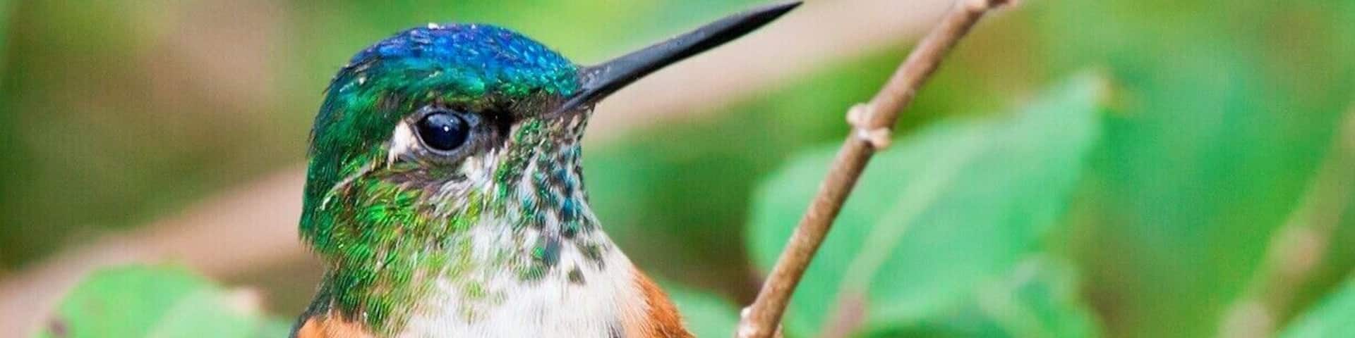 A hummingbird perched on a branch with green leaves in the background.