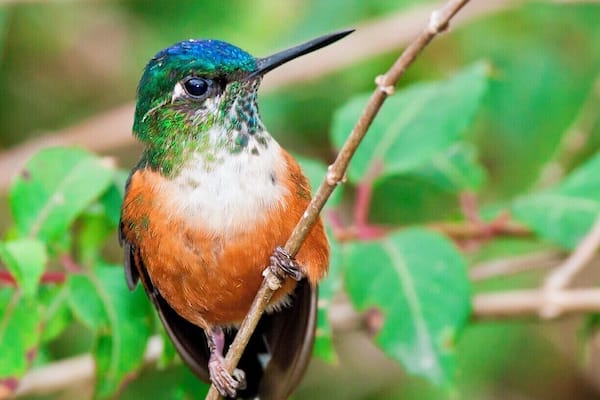 Un colibri était perché sur une branche, avec des feuilles vertes en arrière-plan.