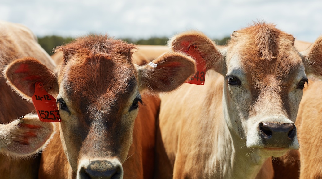 Granja de Old MacDonald's