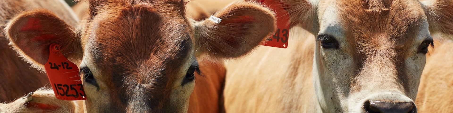 Old MacDonald had a farm.... Shot of a herd of dairy cows standing in a green pasture.