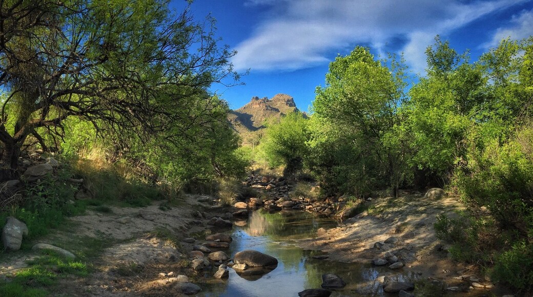 The desert is #green in April... Southern #Arizona's mountain canyons, especially around #Tucson, are full of hiking possibilities... #oasis #SonoranDesert #SantaCatalinaMountains
