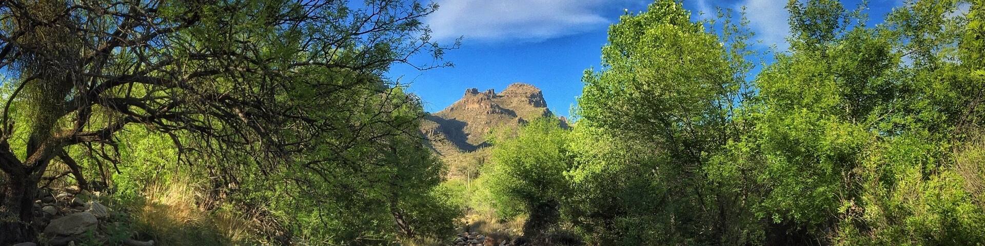The desert is #green in April... Southern #Arizona's mountain canyons, especially around #Tucson, are full of hiking possibilities... #oasis #SonoranDesert #SantaCatalinaMountains