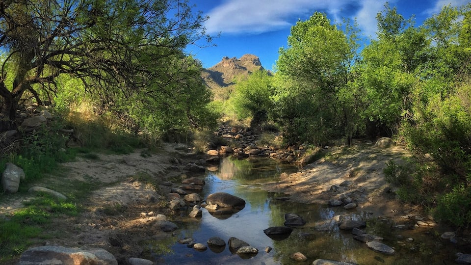 The desert is #green in April... Southern #Arizona's mountain canyons, especially around #Tucson, are full of hiking possibilities... #oasis #SonoranDesert #SantaCatalinaMountains