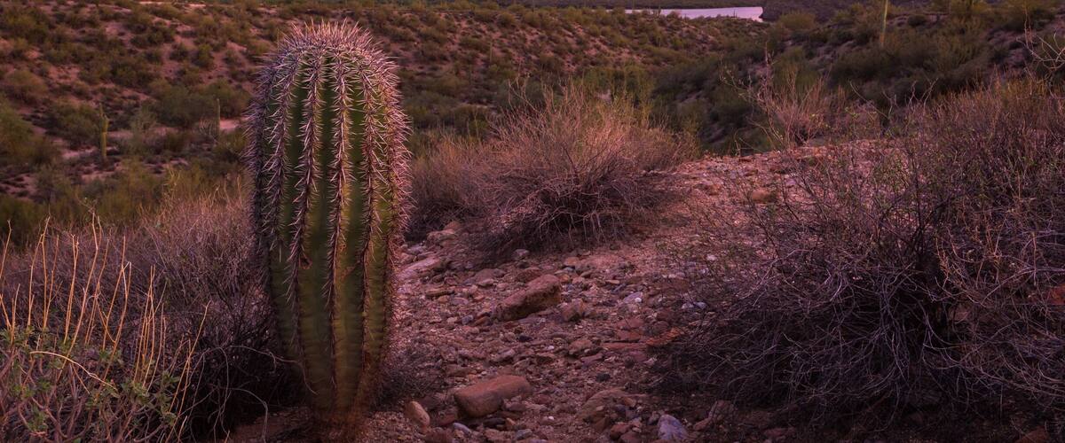 A desert landscape with a prominent cactus, rocky terrain, and distant mountains under a colorful sky.