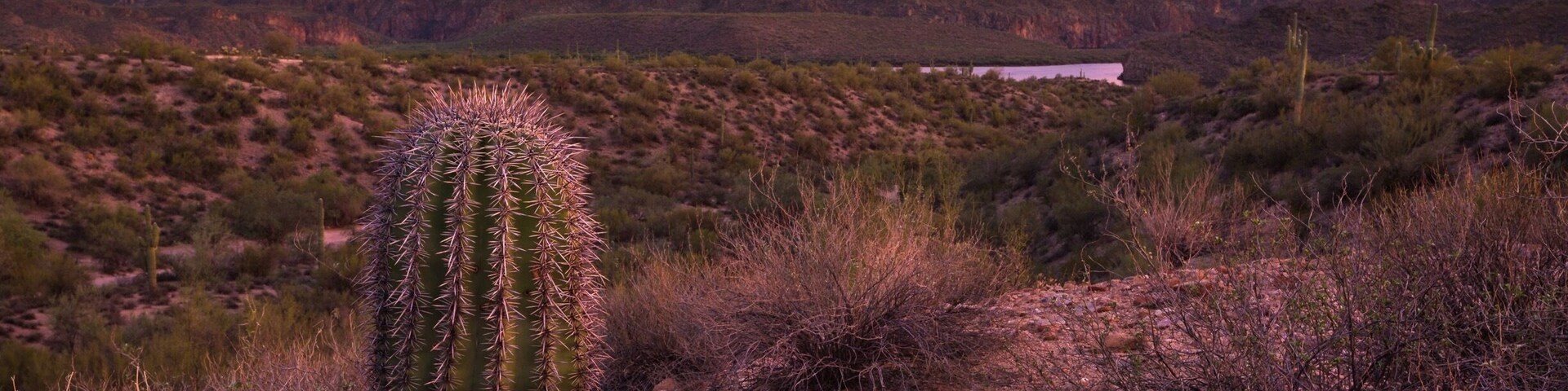 A desert landscape with a prominent cactus, rocky terrain, and distant mountains under a colorful sky.