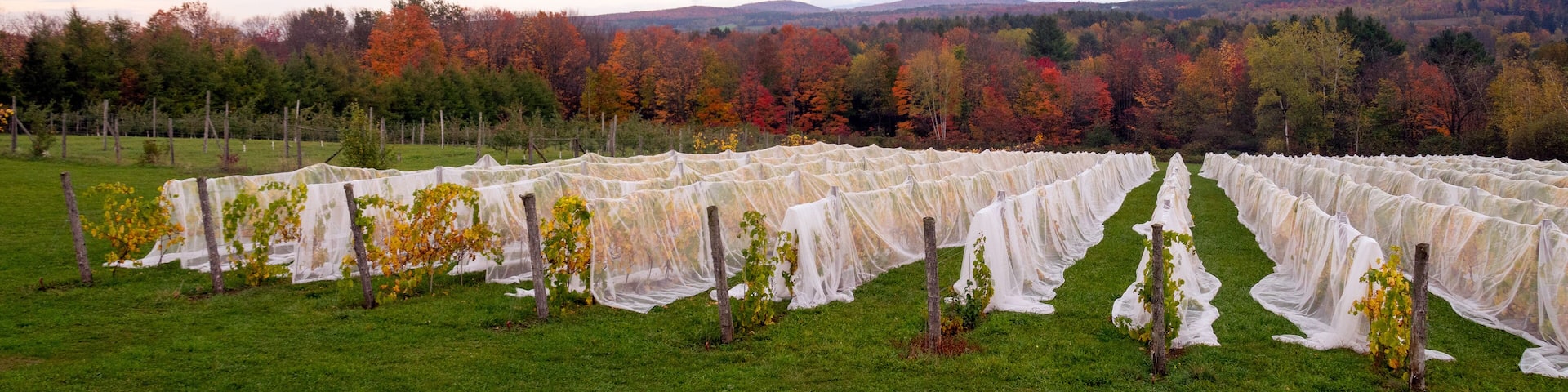 cloudy autumn view of Mount Sutton from Dunham vineyard