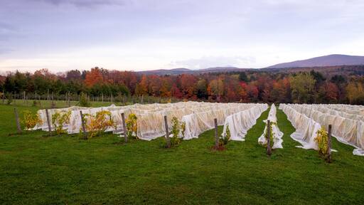 cloudy autumn view of Mount Sutton from Dunham vineyard