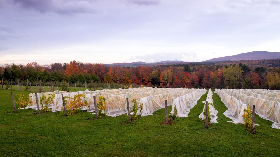 A vineyard with rows of grapevines covered in protective netting, set against a backdrop of autumn-colored trees and distant hills.