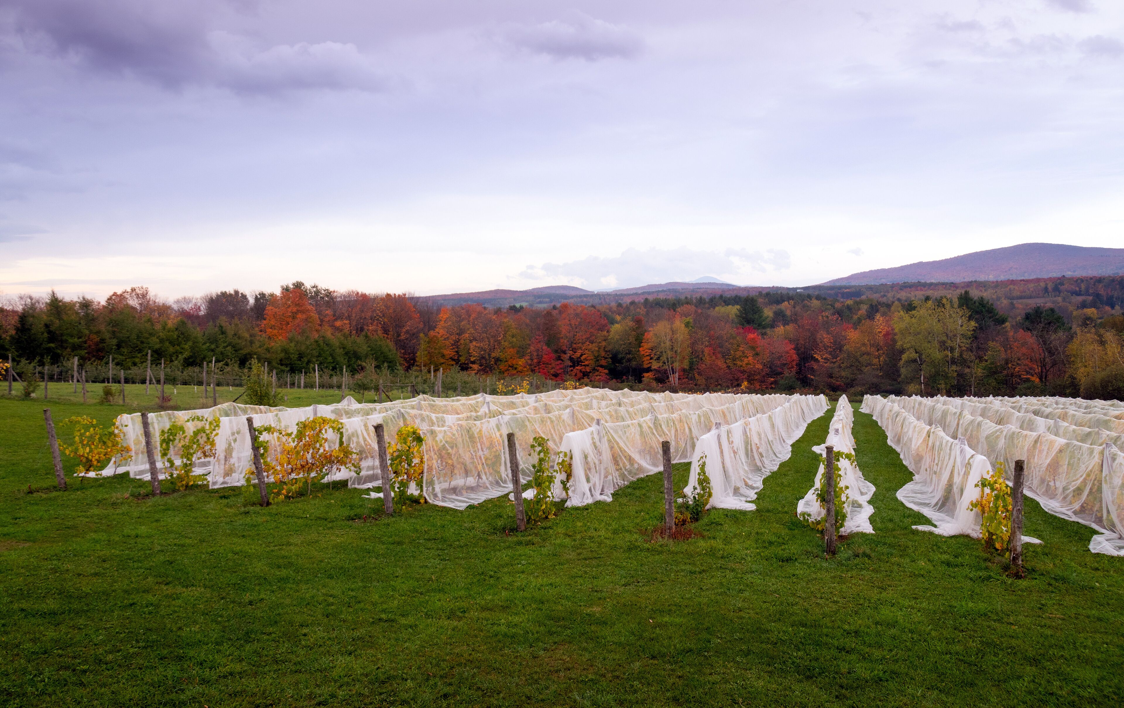 A vineyard with rows of grapevines covered in protective netting, set against a backdrop of autumn-colored trees and distant hills.