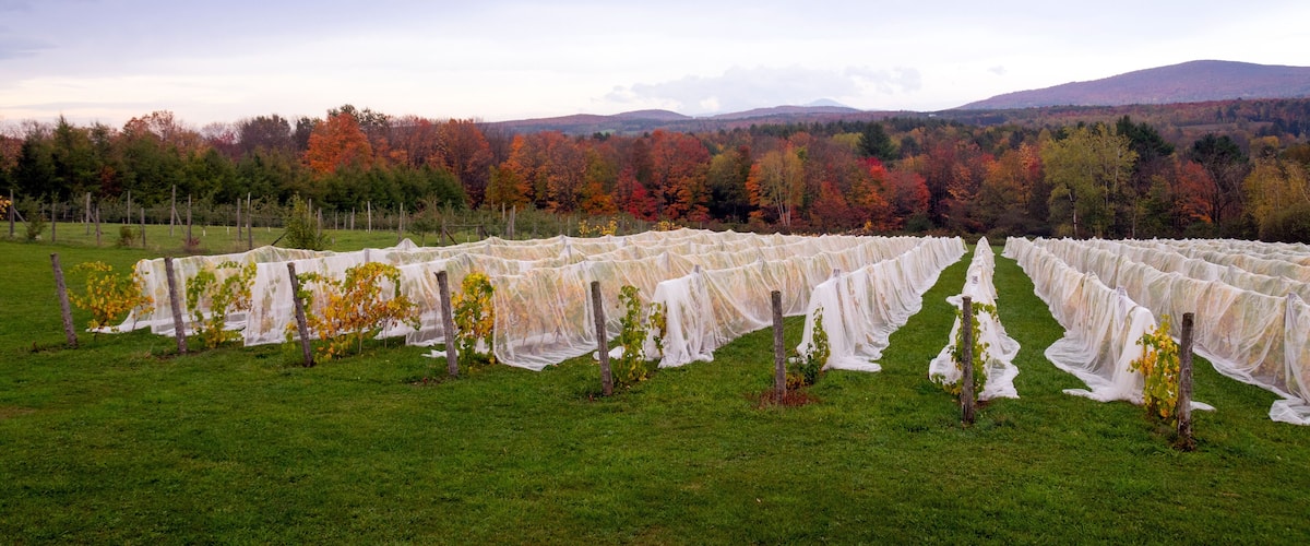 A vineyard with rows of grapevines covered in protective netting, set against a backdrop of autumn-colored trees and distant hills.
