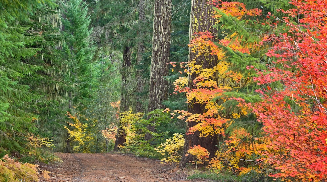 وادي السعادة