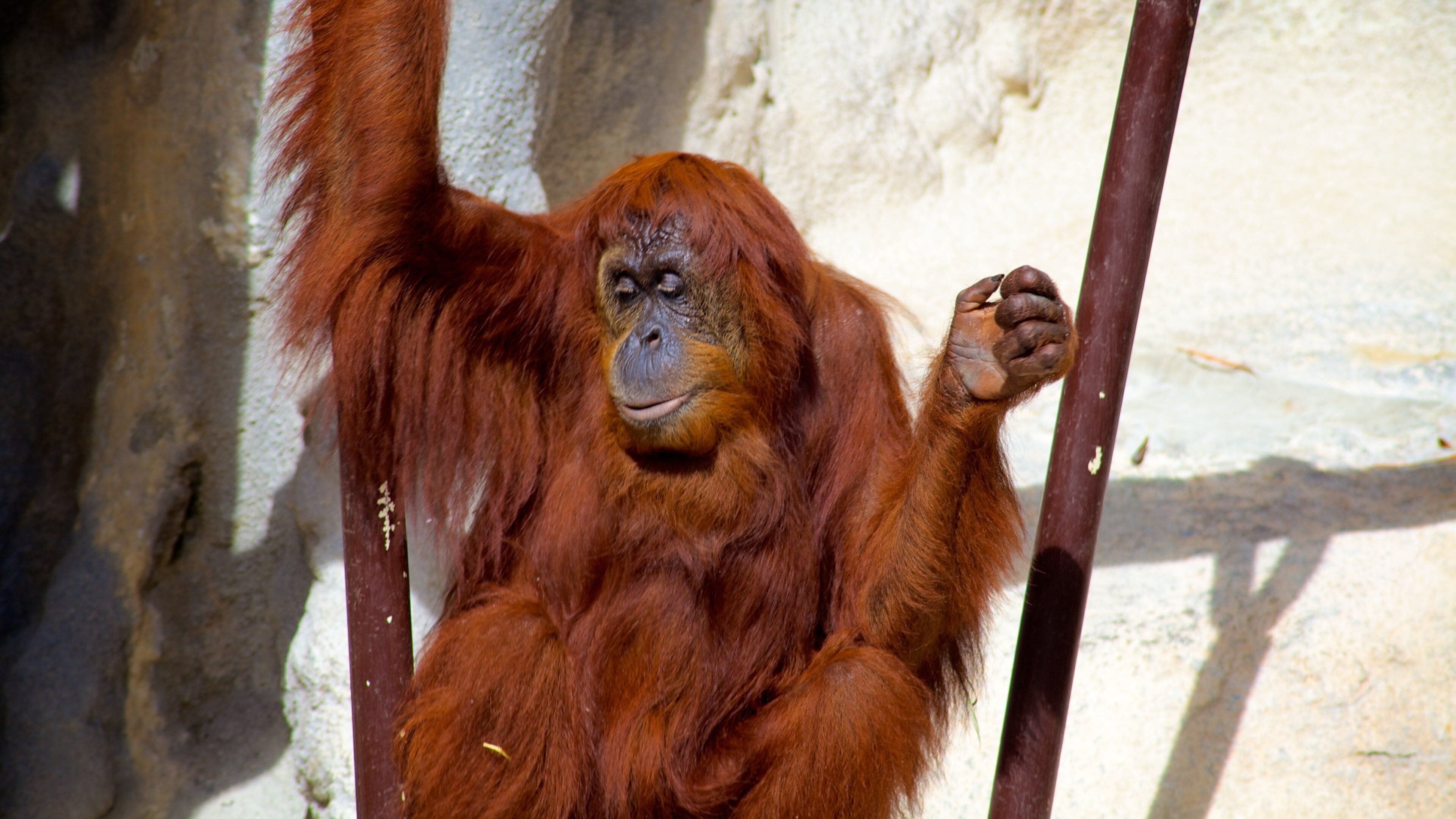 Monkey Jungle mostrando animais de zoológico e animais fofos ou amigáveis