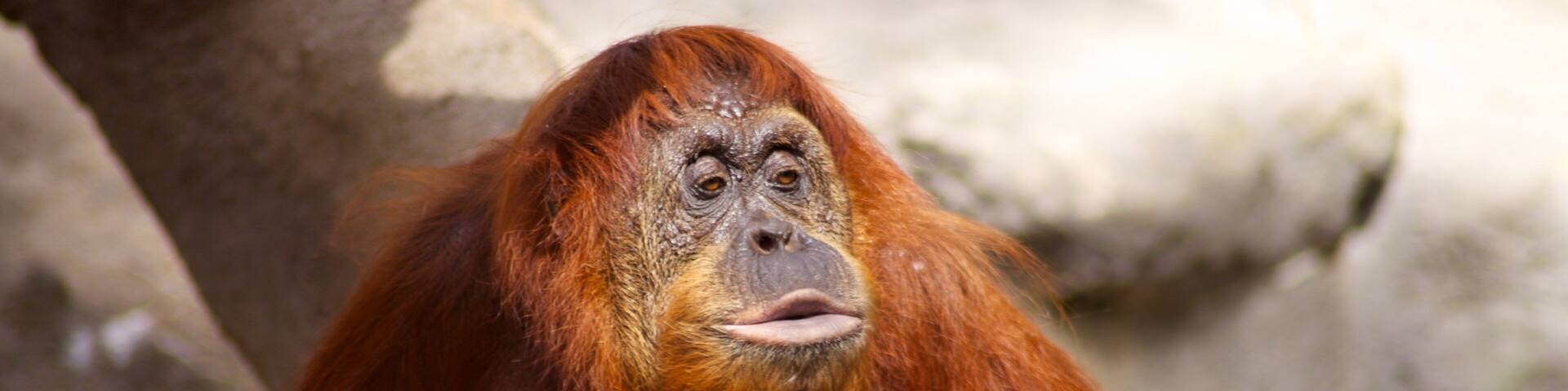 Orange-haired primate resting at Monkey Jungle in Miami, Florida, showcasing its unique features in a natural habitat