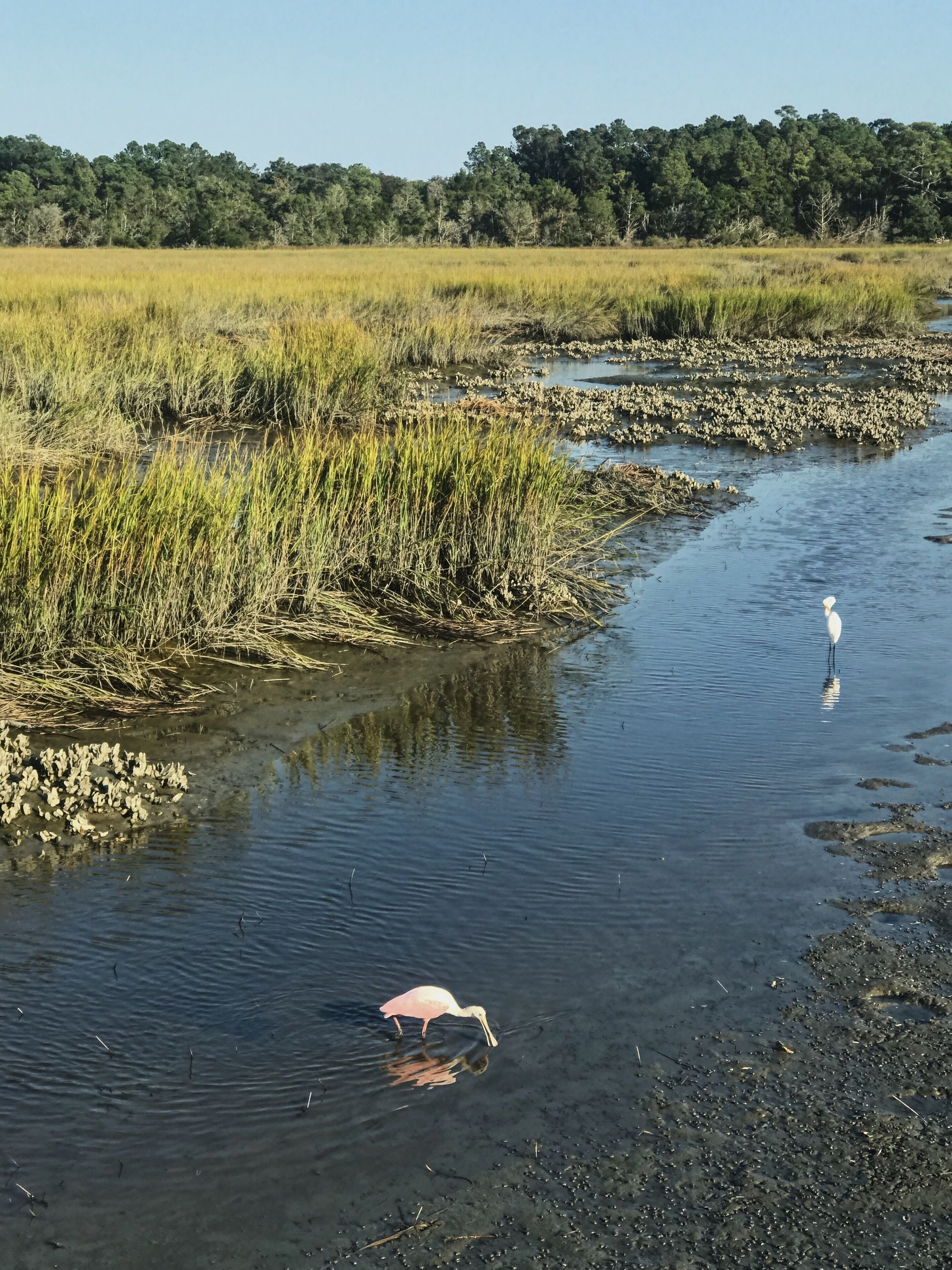 A pink feathered Roseatte Spoonbill was a rare sight at Huntington State Park according to a photographer who I chatted with on the boardwalk