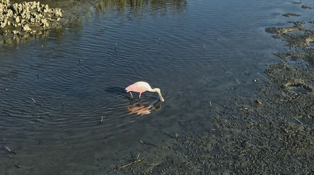 A pink feathered Roseatte Spoonbill was a rare sight at Huntington State Park according to a photographer who I chatted with on the boardwalk