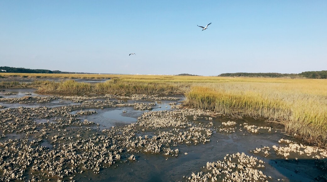 Egrets flying over the marsh on Huntington Beach State Park