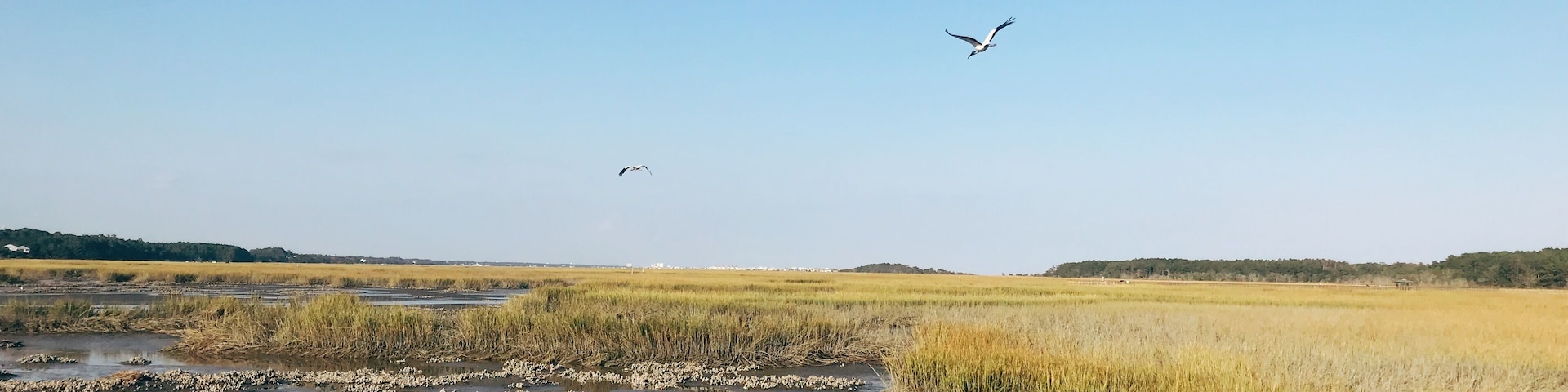Egrets flying over the marsh on Huntington Beach State Park