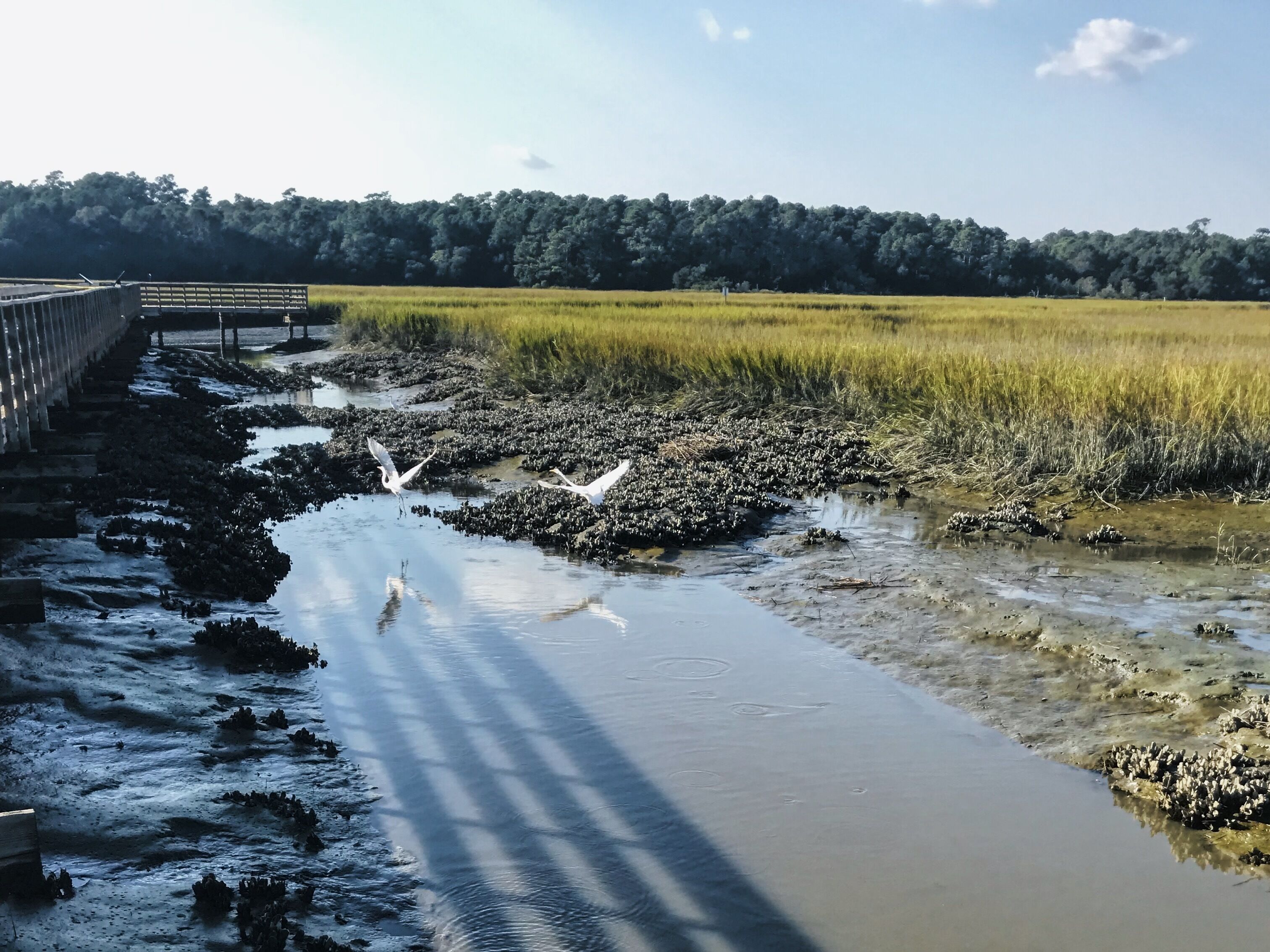 Egrets fighting over feeding territory