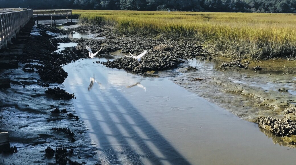 Egrets fighting over feeding territory