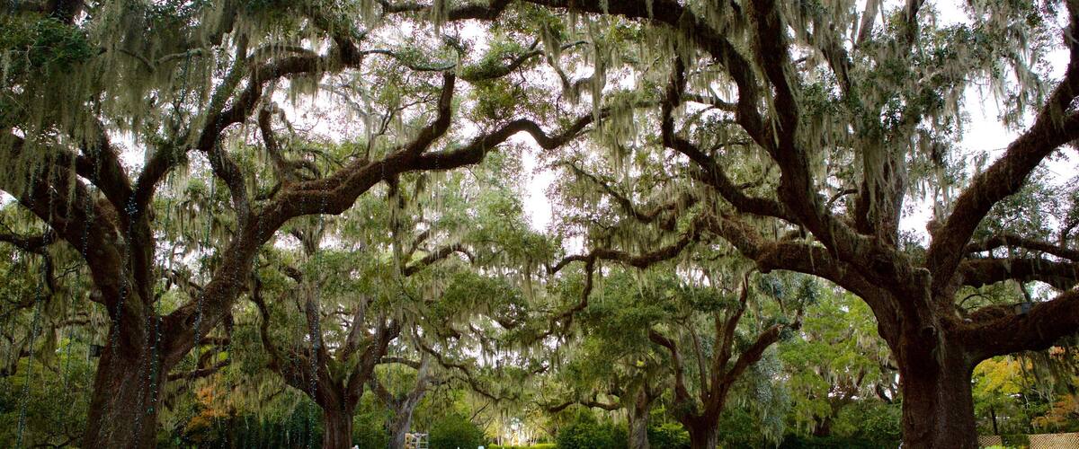 Brookgreen Gardens showing a garden