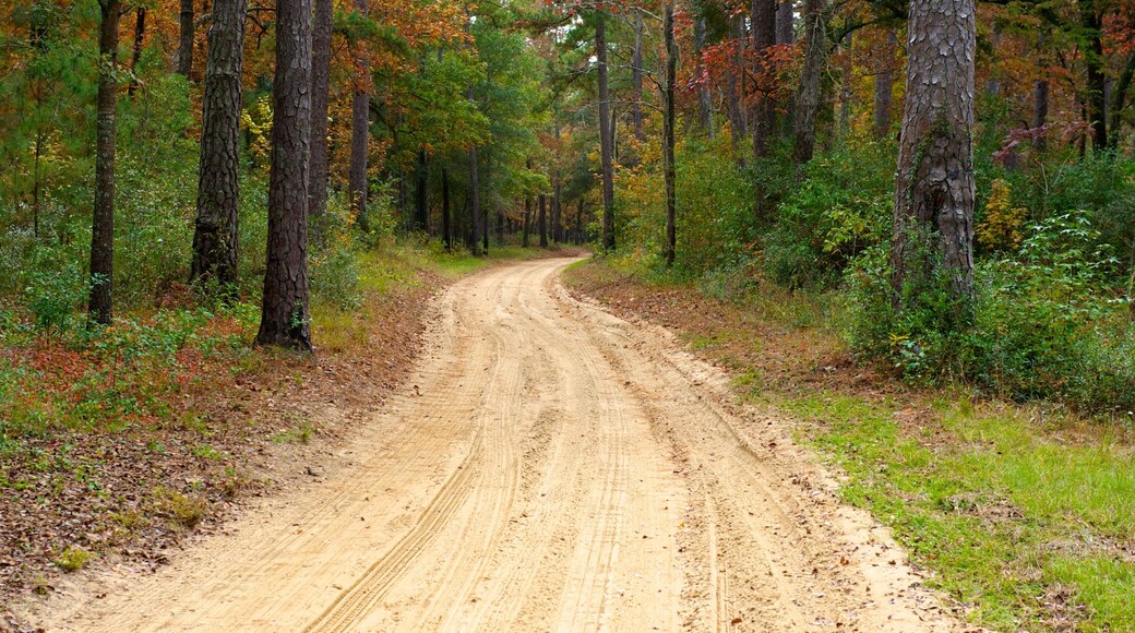 Hobcaw Barony showing forests