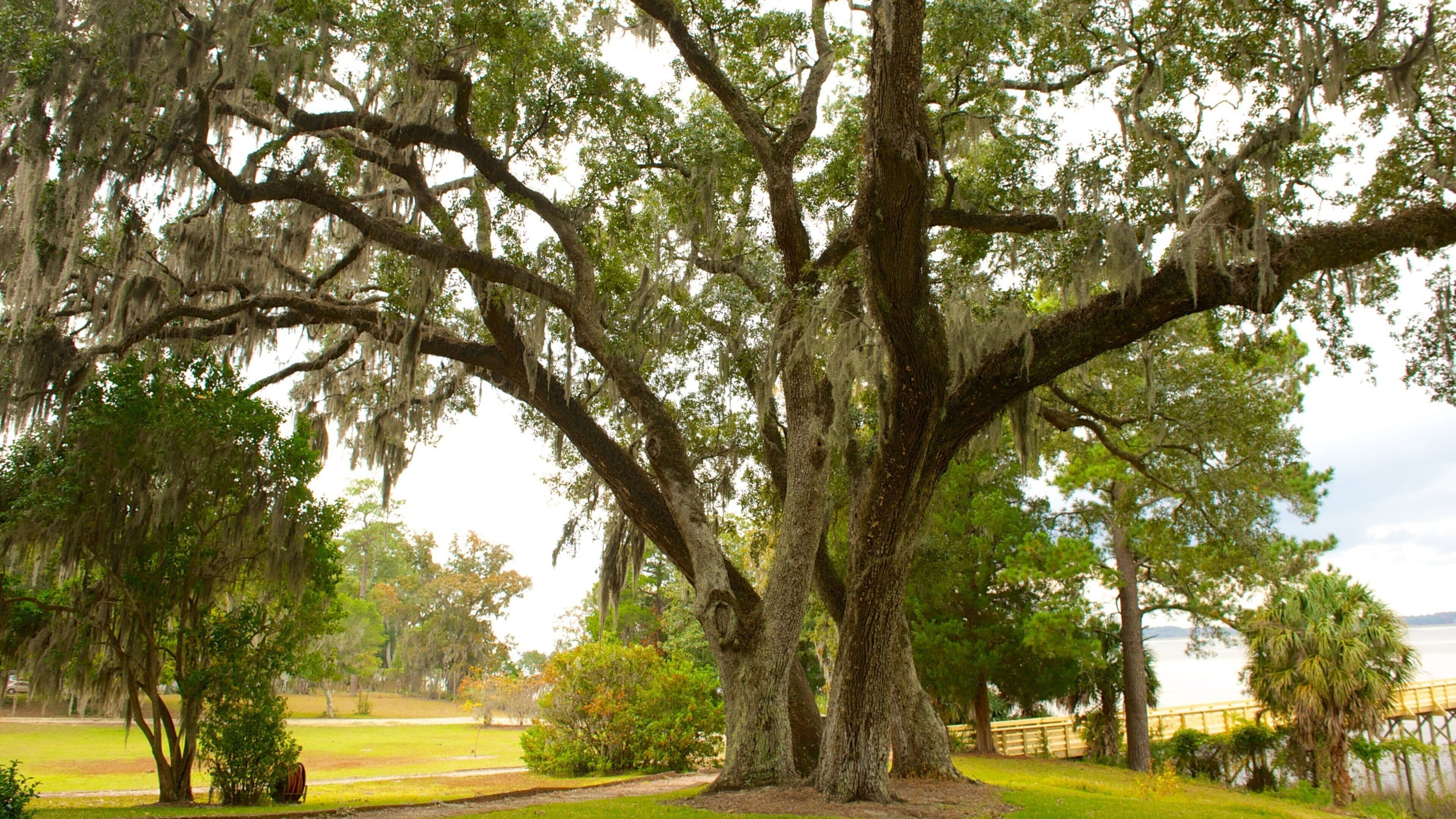 A large tree with Spanish moss, surrounded by a grassy area and a body of water.