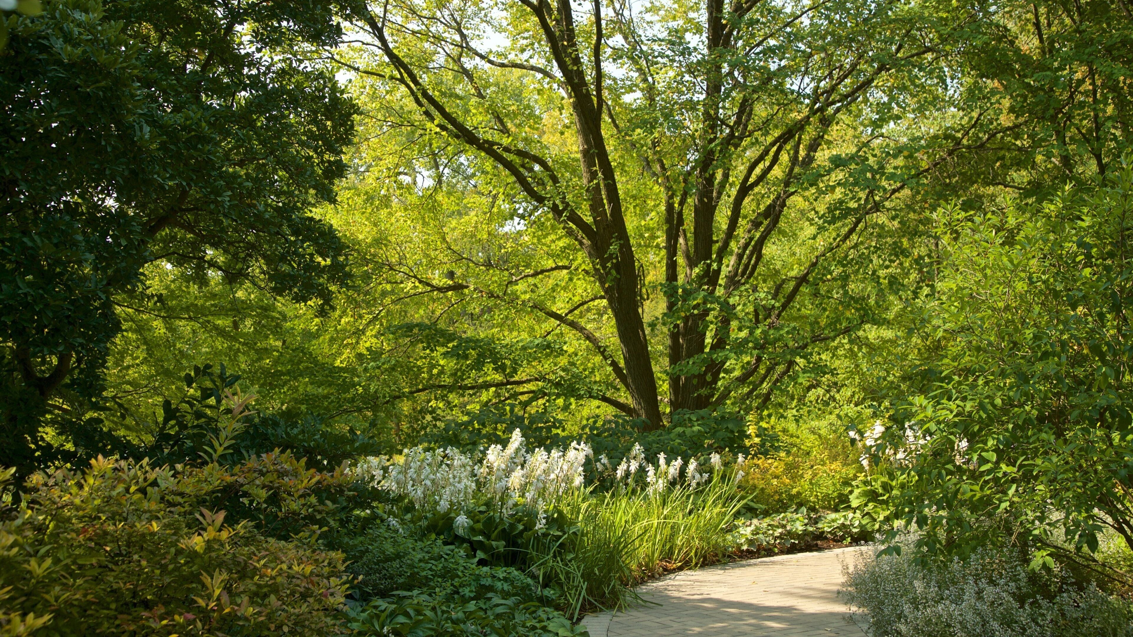 Morton Arboretum mostrando flores silvestres y un parque