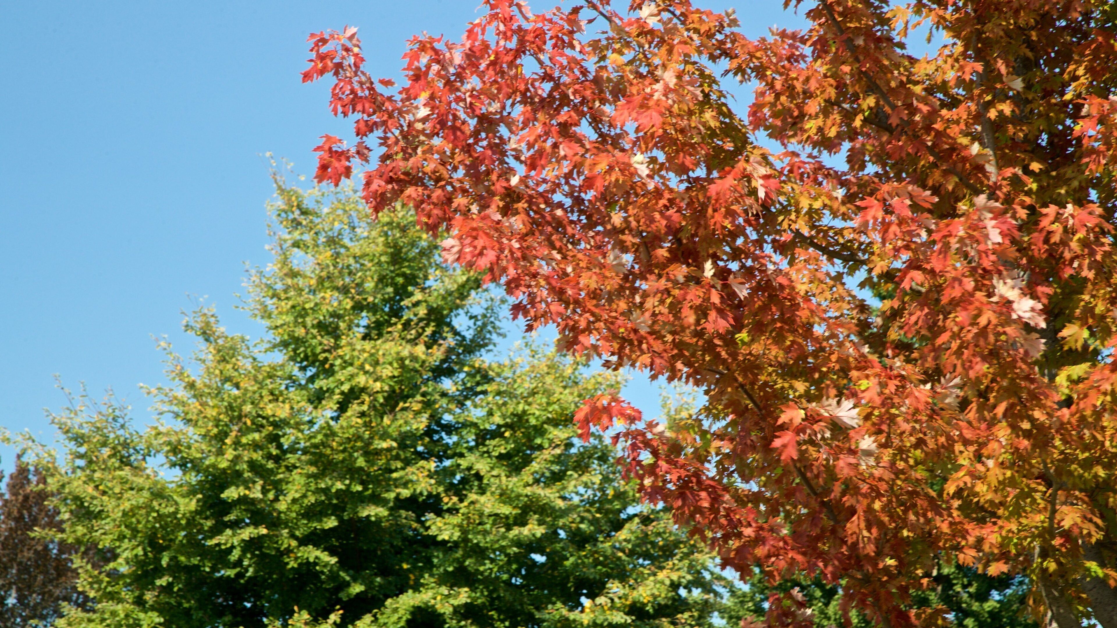 Morton Arboretum showing a park