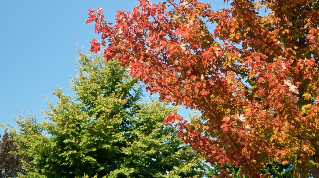 Morton Arboretum showing a park