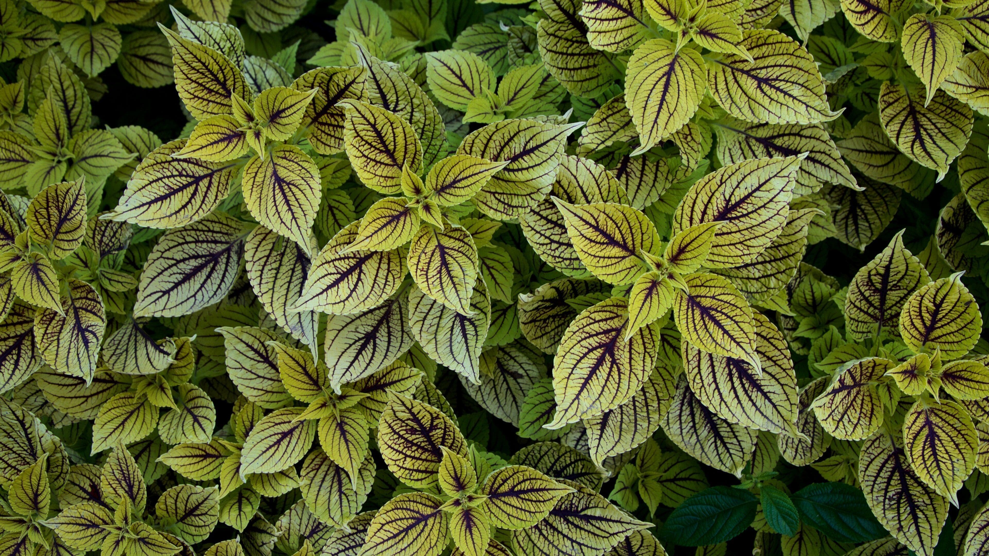 A dense cluster of variegated leaves with yellow and green colors and dark purple veins.