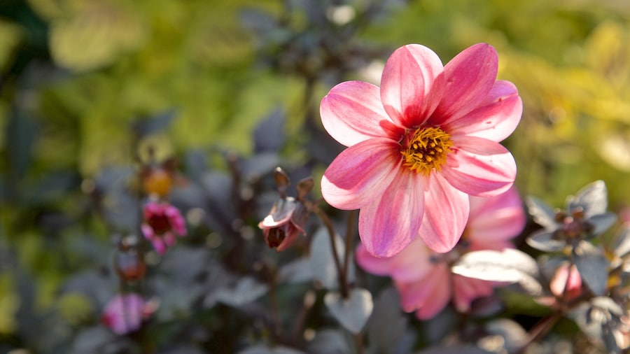 Vườn Morton có tính năng hoa dại