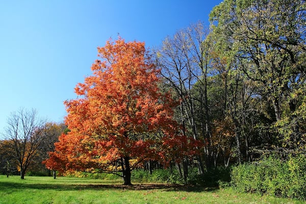 Fall colors at Morton Arboretum, Lisle