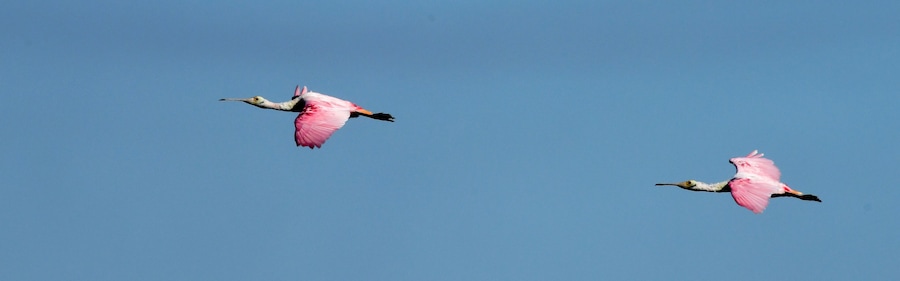 Roseate spoonbills in flight