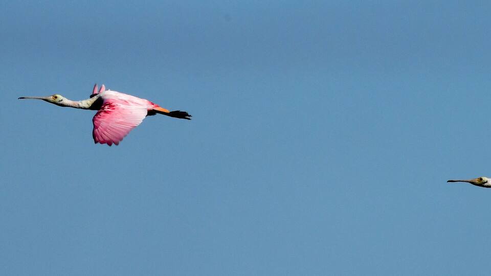 Two pink birds flying against a clear blue sky.