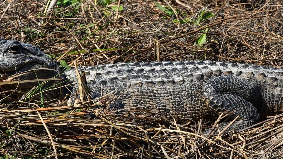 A crocodile in a natural setting with dry grass and sparse vegetation.