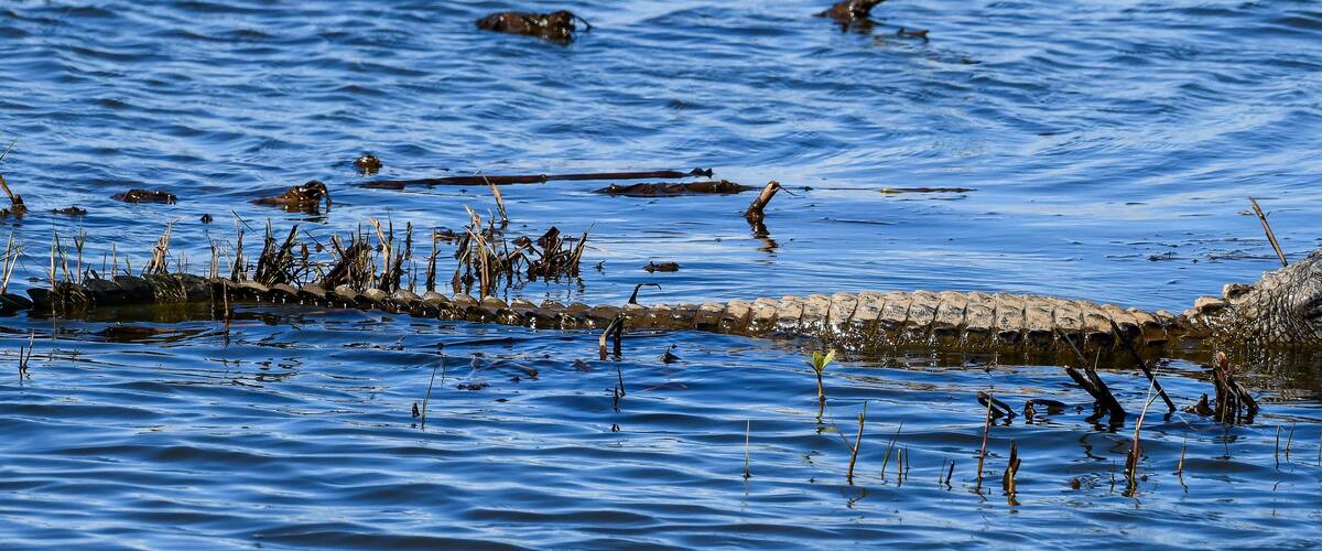A crocodile partially submerged in water with vegetation around.