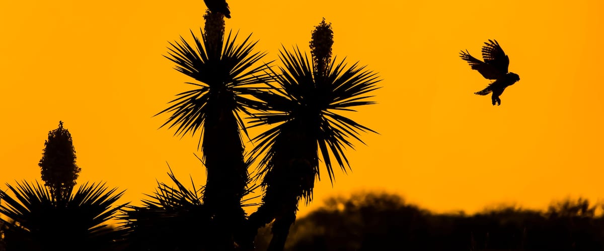 A bird perched on a palm tree against a sunset sky.