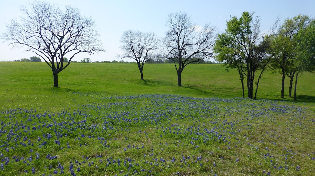 Bluebonnet flower fields in the Texas Hill Country region during spring time.