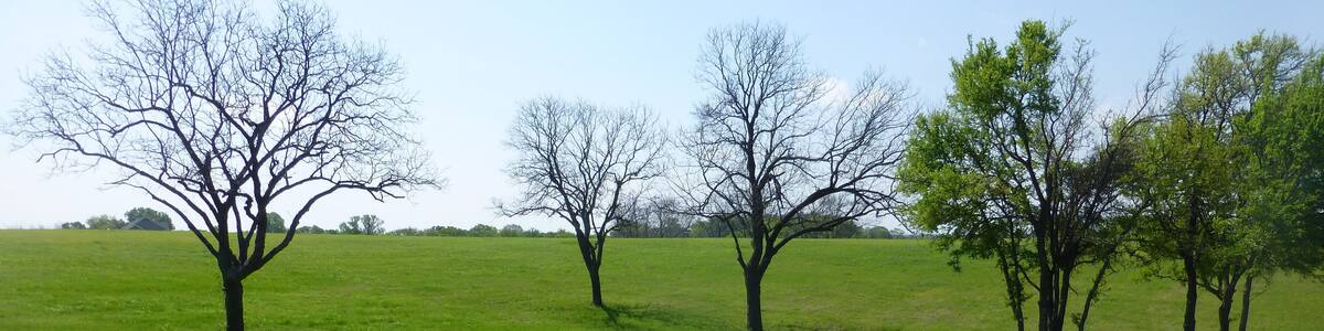 Bluebonnet flower fields in the Texas Hill Country region during spring time.