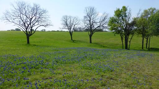 Bluebonnet flower fields in the Texas Hill Country region during spring time.