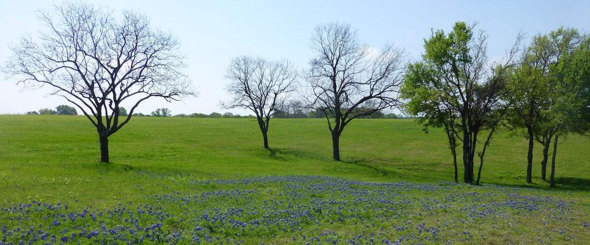 A field of blue flowers with trees in the background.