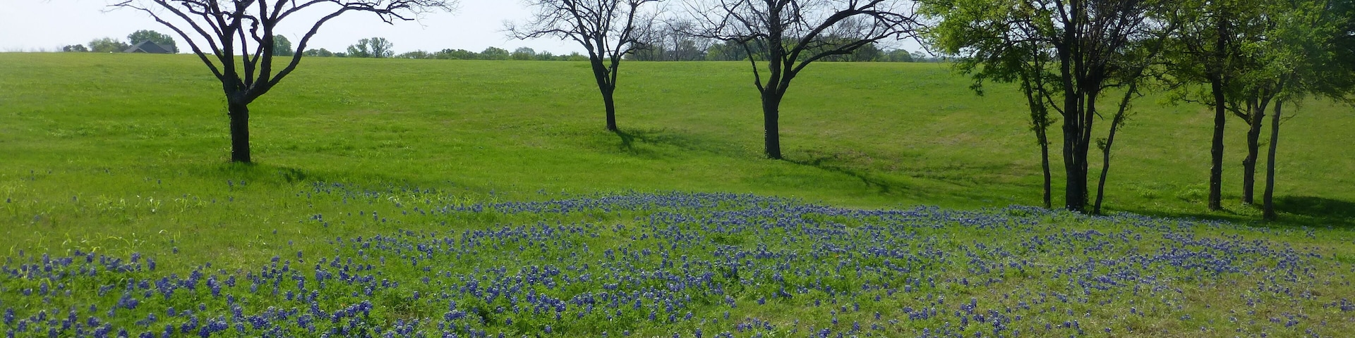 A field of blue flowers with trees in the background.