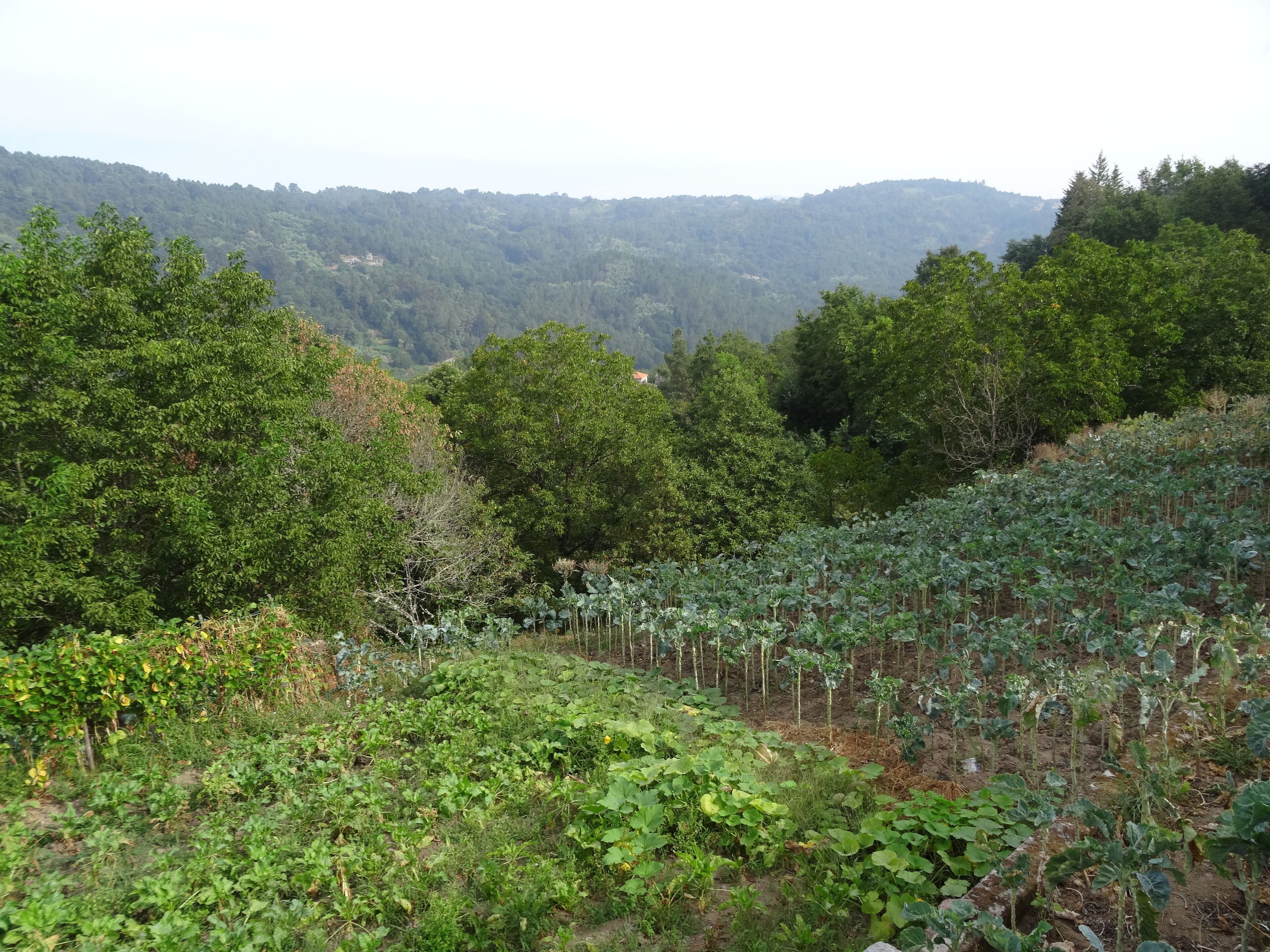 A lush valley with dense forest and agricultural fields.
