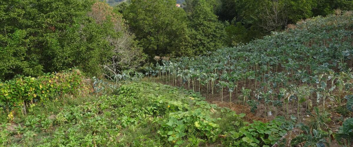 A lush valley with dense forest and agricultural fields.